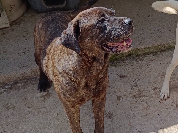 Foto profilo cane