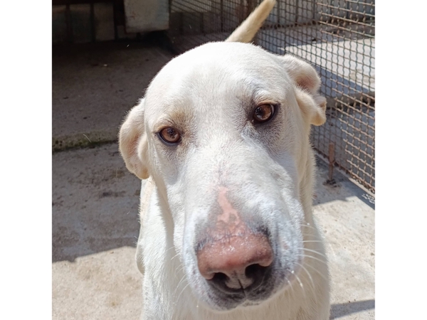 Foto profilo cane