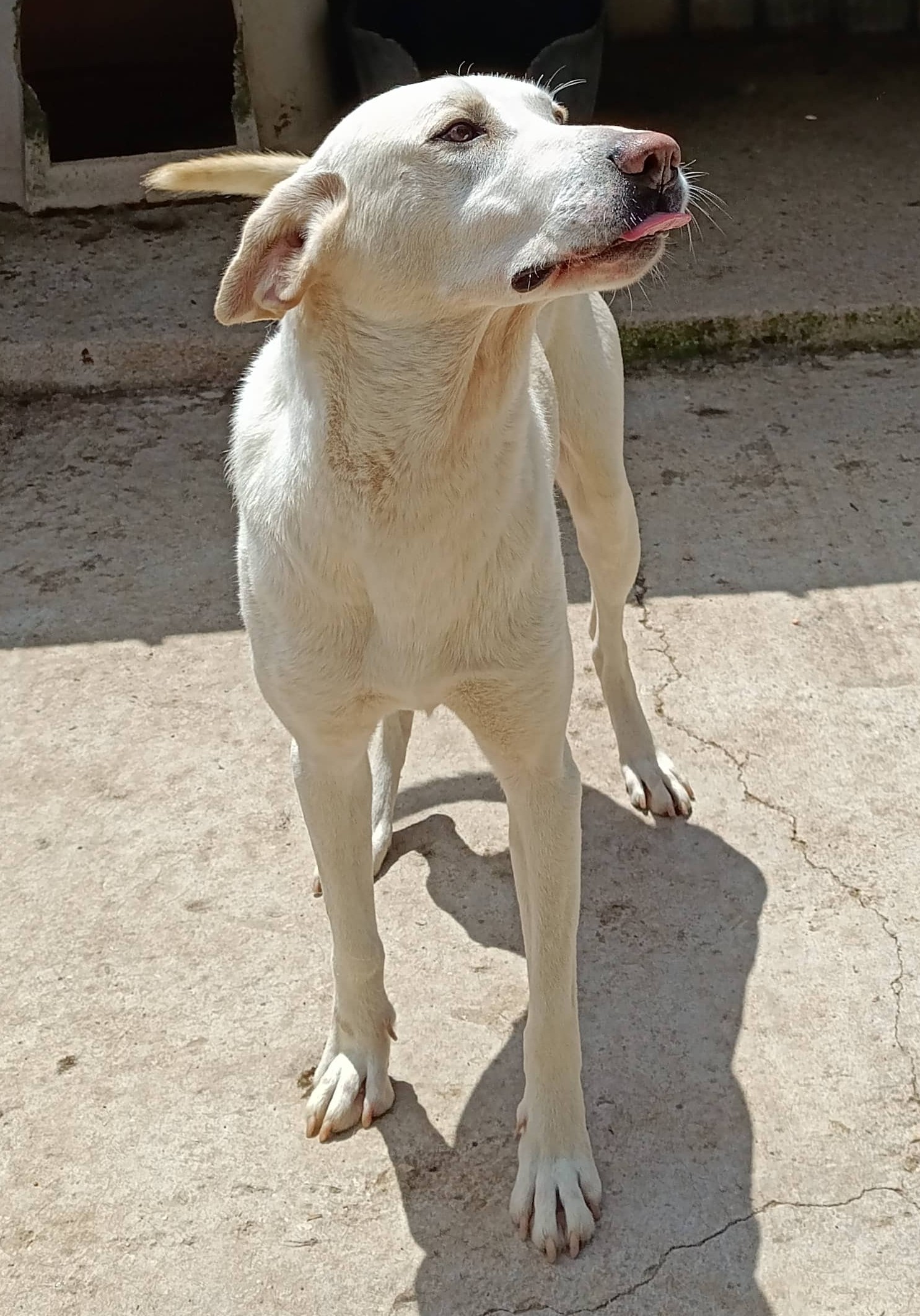 Foto di Flex