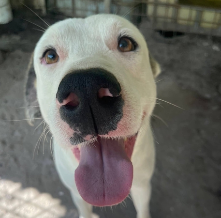 Foto profilo cane