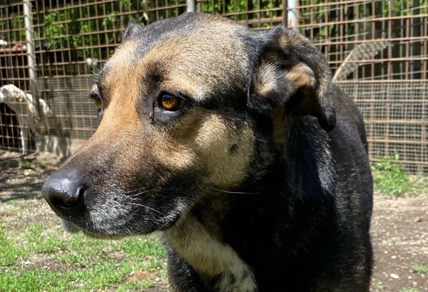 Foto profilo cane