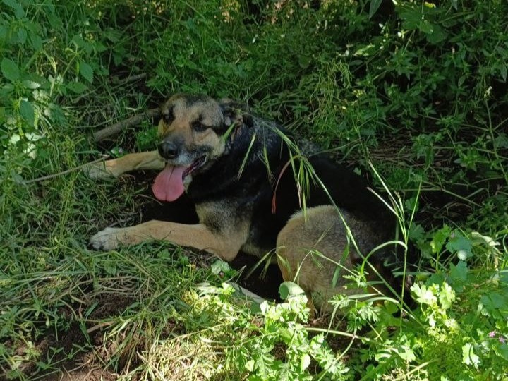 Foto di Lola