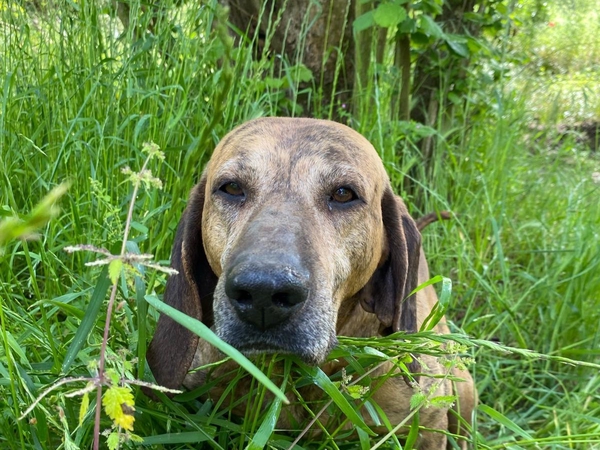 Foto profilo cane