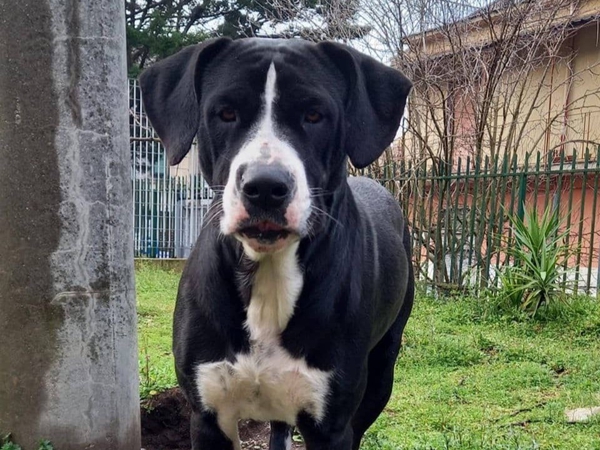 Foto profilo cane