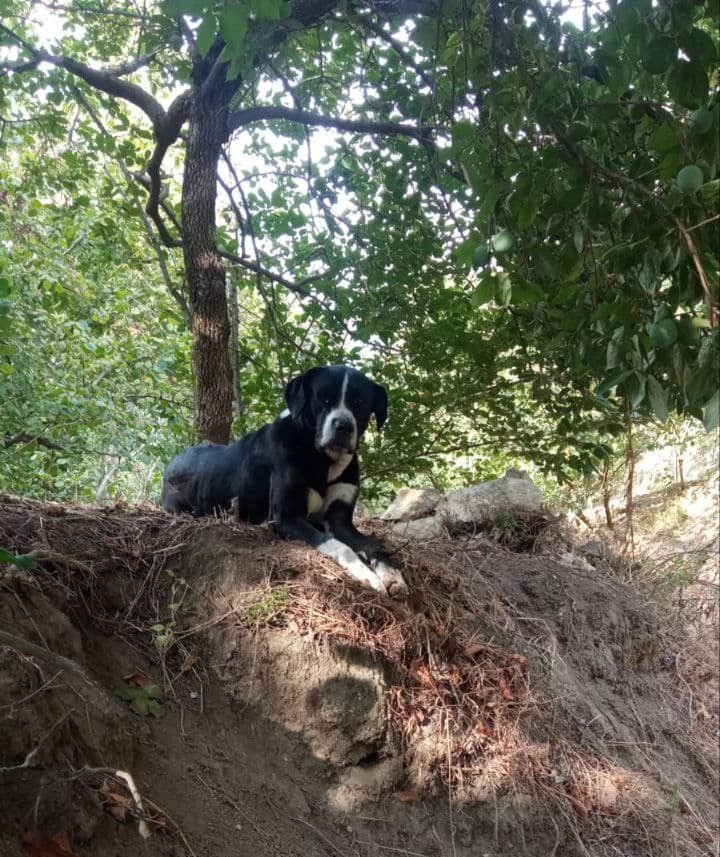 Foto di Misha